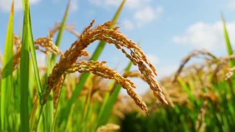 Rice ears swaying in the wind under the sun Stock Footage 236086523