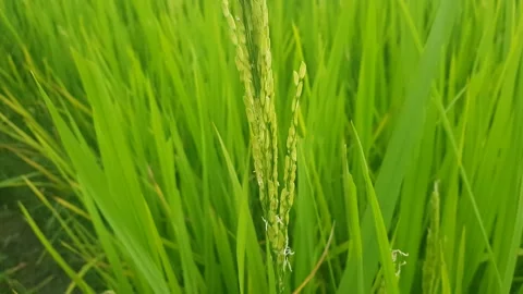 Rice as environment 動画素材 138507411