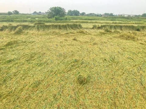Rice fall down in field from windy Foto stock