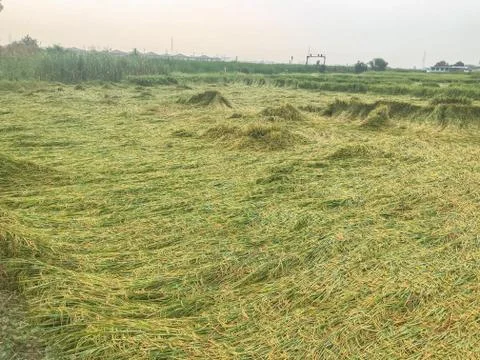Rice fall down in field from windy Stock Photos