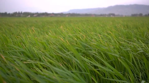 Rice farm and wind Stock Footage 276414308