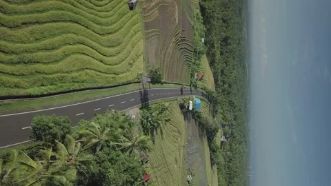 Rice farm in bali Stock-Footage 219015019