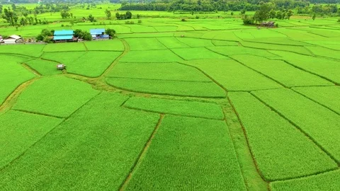 Rice farm, Bird Eye View Stock Footage 76387352