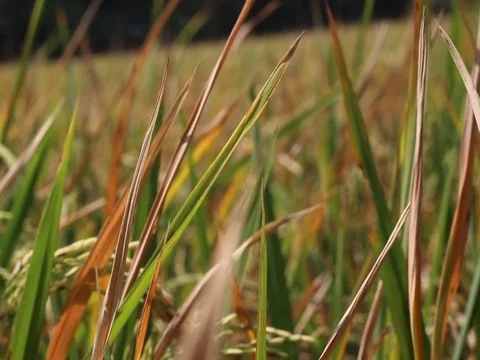 Rice Farm Field Stock Footage 122207536