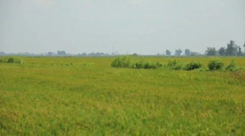 Rice Farm Stock Footage 823261