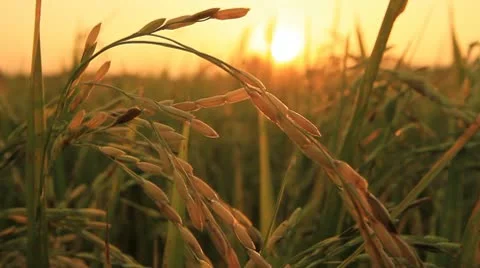 Rice farm. Stock Footage 10755169