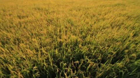 Rice farm. Stock Footage 10755815