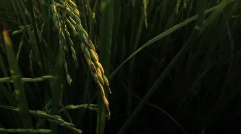 Rice farm. Stock Footage 10766008