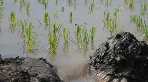Rice farm. Stock Footage 10771121