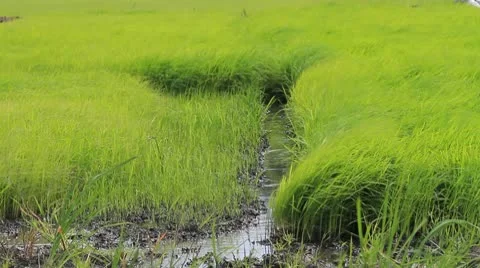 Rice farm. Video stock 10771277