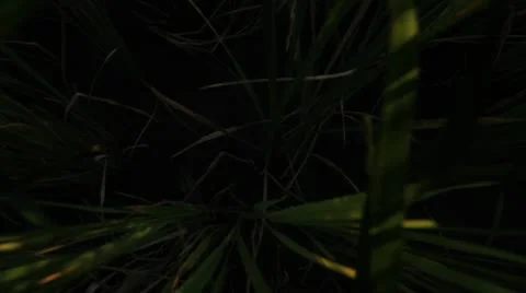 Rice farm. Stock Footage 10788568