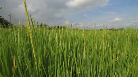 Rice farm. Video stock 11149258