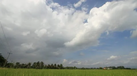 Rice farm. 스톡 동영상 11149297