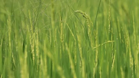 Rice farm. Stock Footage 11149321