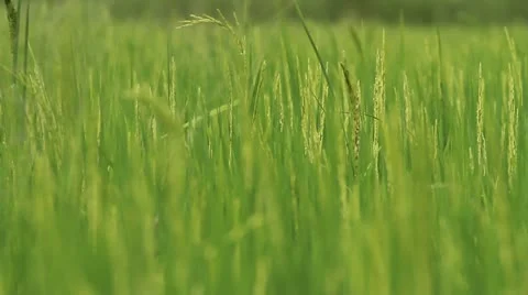 Rice farm. Stock Footage 11149346