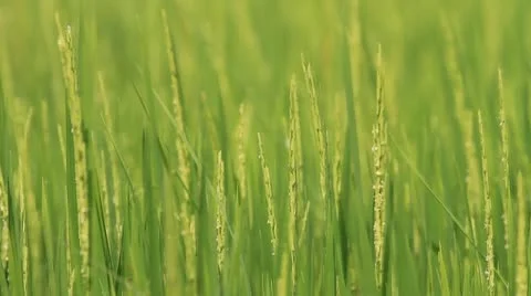 Rice farm. Stock Footage 11149377
