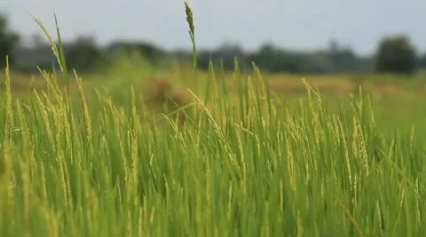 Rice farm. 库存影片 11149445