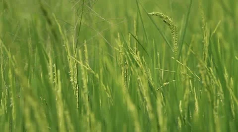 Rice farm. 库存影片 11149522