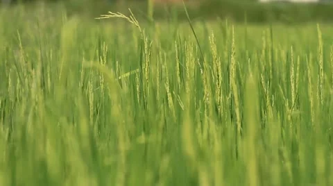 Rice farm. Video stock 11149614