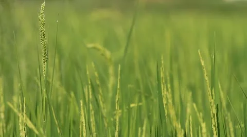 Rice farm. Video stock 11149685