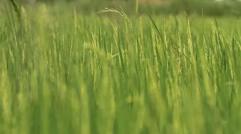 Rice farm. Stock Footage 11149732