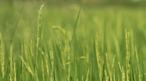Rice farm. 库存影片 11149812