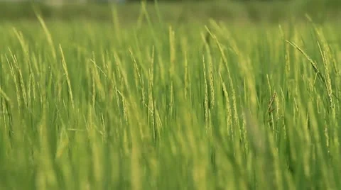 Rice farm. Stock Footage 11149917