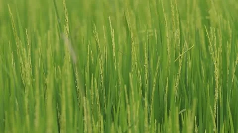 Rice farm. Stock-Footage 11150026