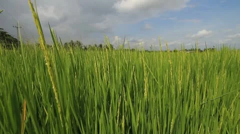 Rice farm. Stock Footage 11150100