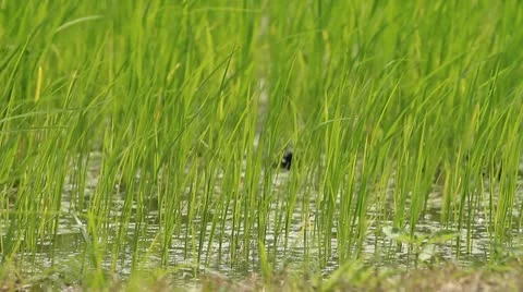Rice farm Stock Footage 12044807