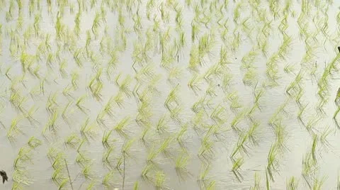 Rice farm Stock Footage 12046110