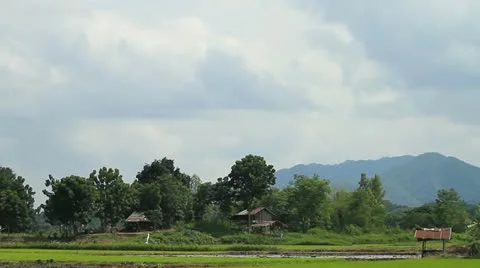 Rice farm Stock Footage 12046424