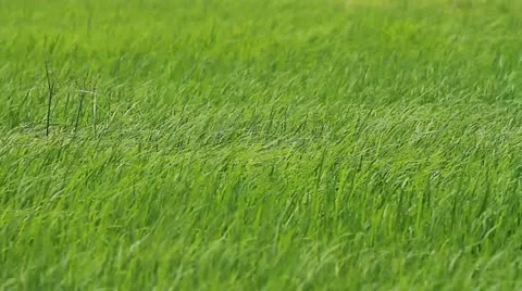 Rice farm . Video stock 12048277