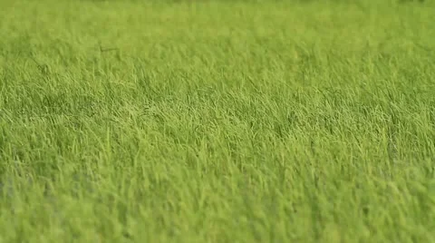 Rice farm . Stock Footage 12048602