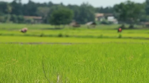 Rice farm . 스톡 동영상 12048761