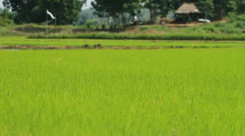 Rice farm . Stock Footage 12049245