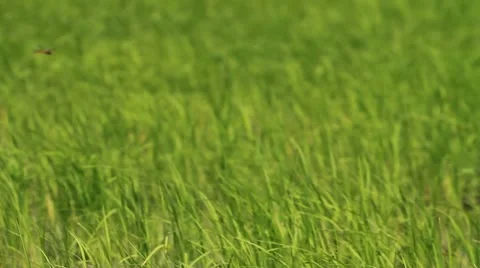 Rice farm Stock Footage 12053634