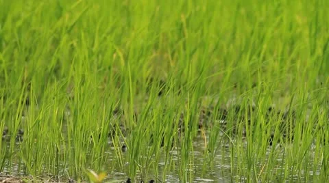 Rice farm Stock Footage 12059880