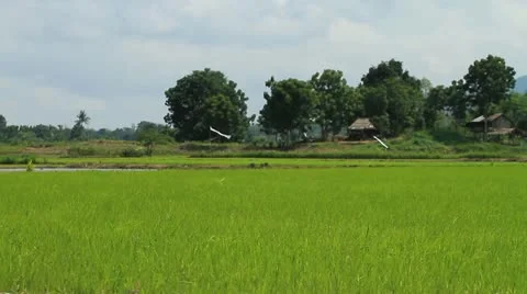 Rice farm 库存影片 12107493