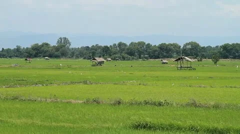 Rice farm Stockbeeldmateriaal 12109228