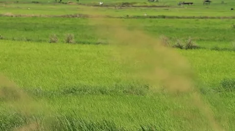 Rice farm 스톡 동영상 12110126