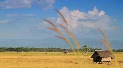 Rice farm Stock Footage 12543731