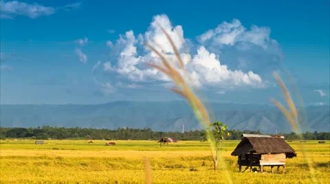 Rice farm Video stock 12544413