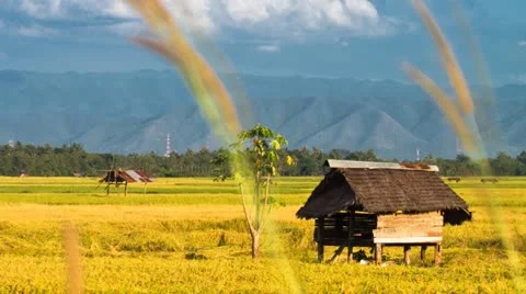 Rice farm Stock Footage 12545032
