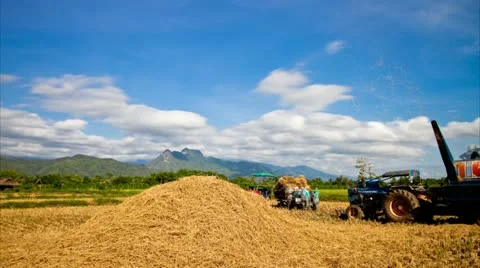 Rice farm Stock Footage 12545294