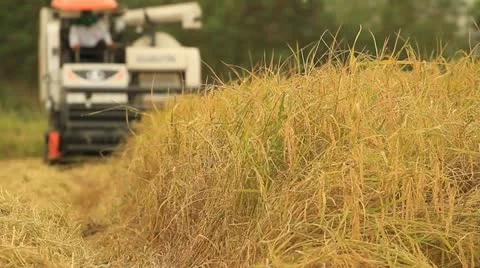 Rice farm Stock Footage 12737065