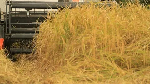 Rice farm Stockbeeldmateriaal 12738026