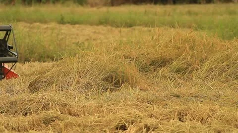 Rice farm Stock Footage 12738791