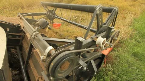 Rice farm Stock Footage 12739568