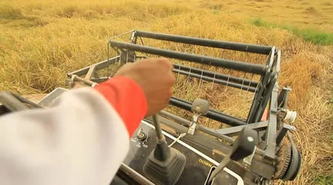 Rice farm Stockbeeldmateriaal 12754544